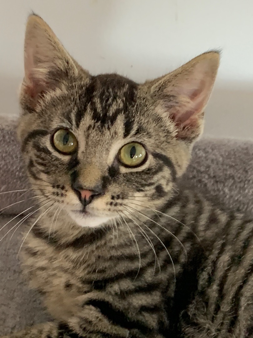 Enlarge Dill, a Adoptable Domestic Short Hair in Saint Charles, MO image 4/5