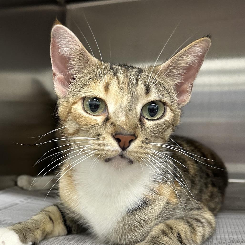 Panama, Adoptable, Adult Female Domestic Short Hair.