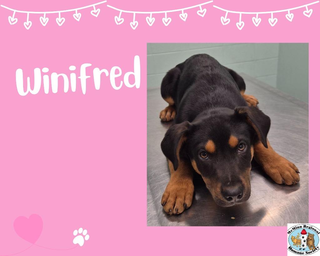 Winifred, Adoptable, Puppy Female Terrier.