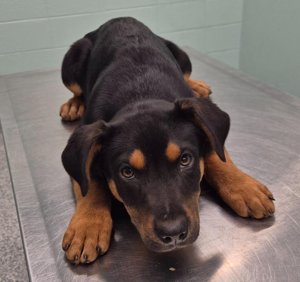 Enlarge Winifred, a Adoptable mixed breed in Athens, TN image 2/2