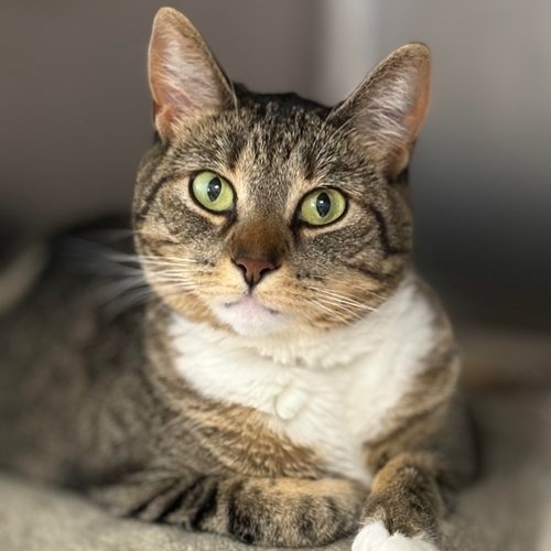 Cat for adoption Layla, a Domestic Short Hair & Tiger Mix in Batavia