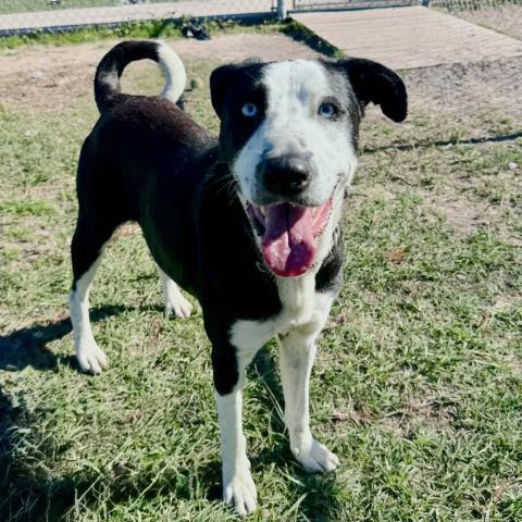 Enlarge BRIDGET, a Adoptable mixed breed in Conroe, TX image 1/1