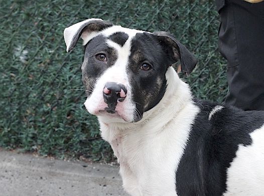 Gomer, a Adoptable mixed breed in Allentown, NJ image 1/12
