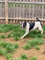 Gomer, a Adoptable mixed breed in Allentown, NJ image 3/12