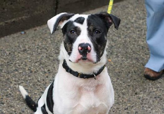 Gomer, a Adoptable mixed breed in Allentown, NJ image 4/12