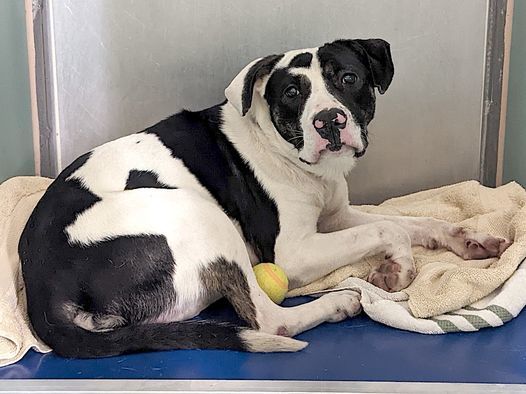 Gomer, a Adoptable mixed breed in Allentown, NJ image 5/12