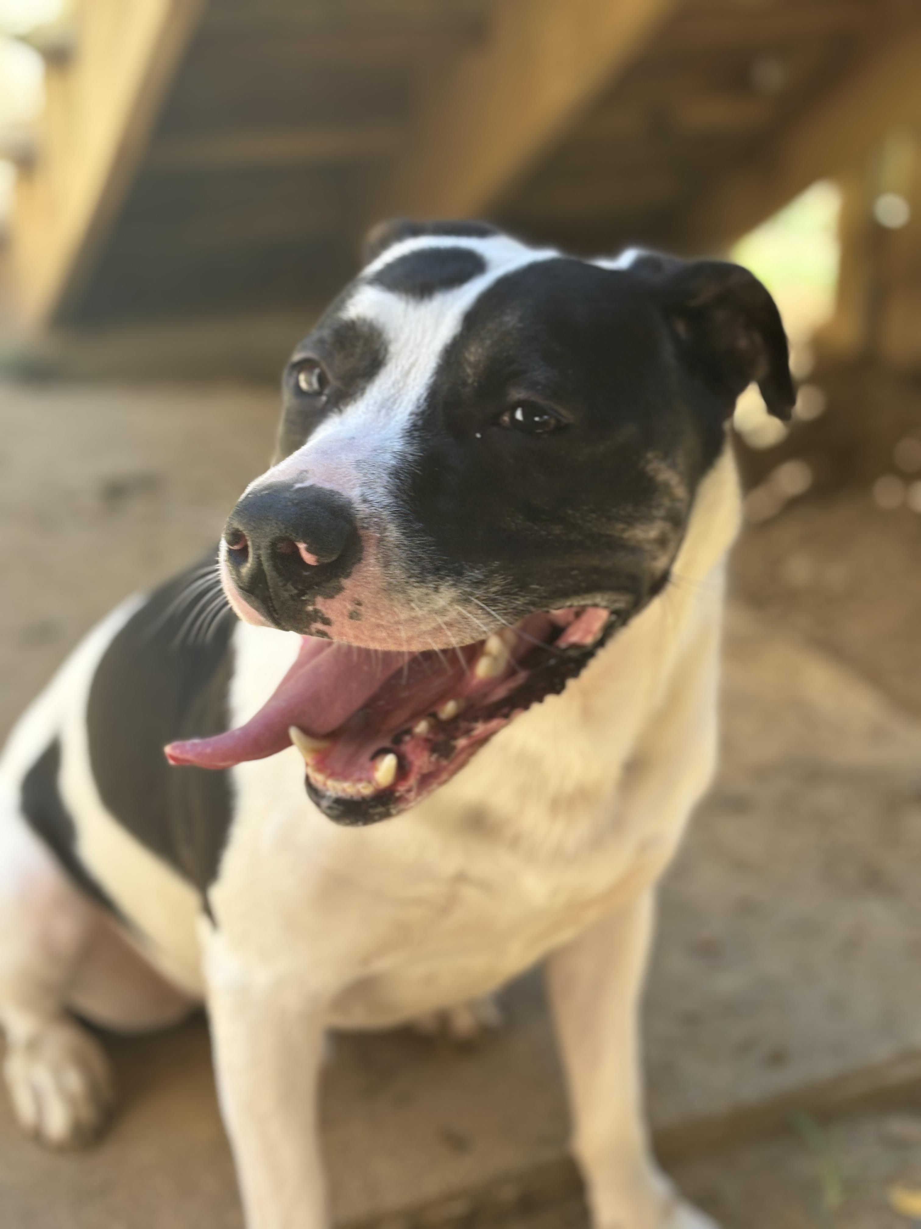 Gomer, Adoptable, Adult Male American Staffordshire Terrier & Mixed Breed.