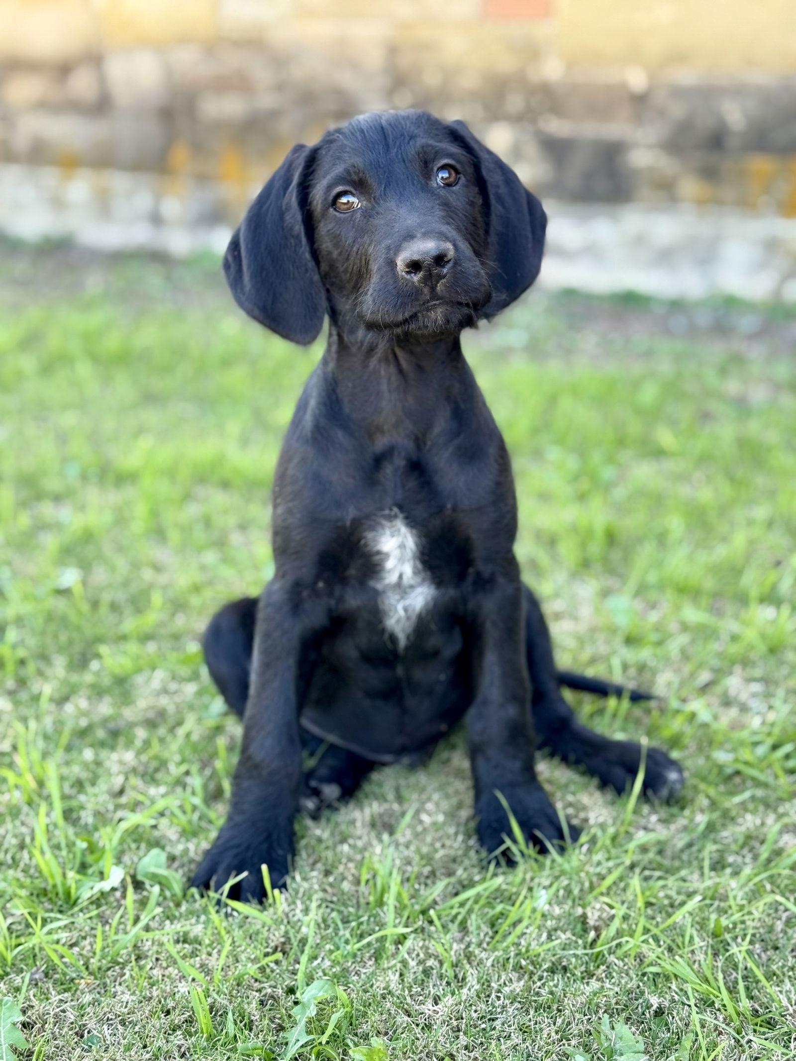 Enlarge Barkley, a Adoptable mixed breed in Helotes, TX image 1/3