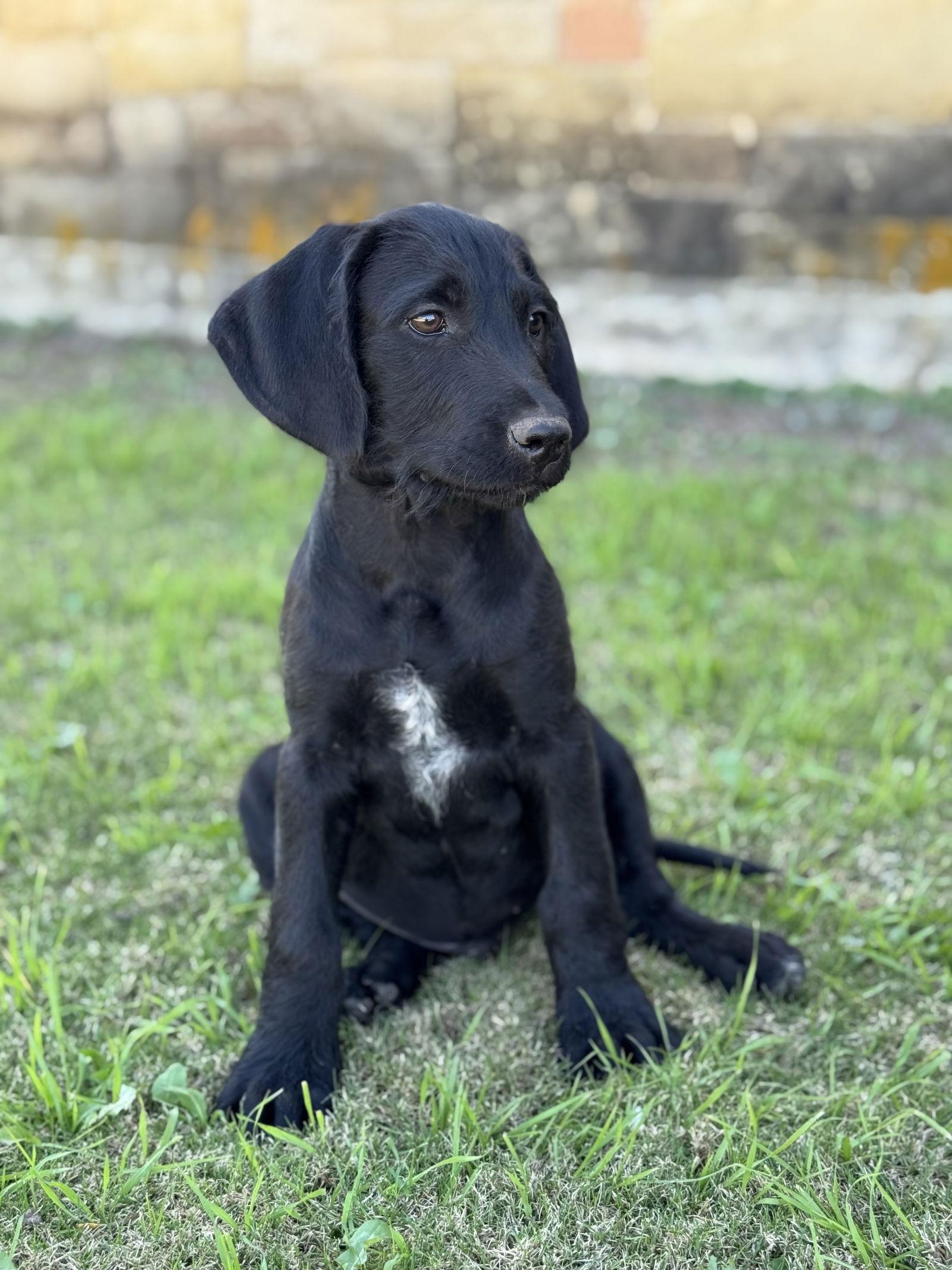 Enlarge Barkley, a Adoptable mixed breed in Helotes, TX image 2/3