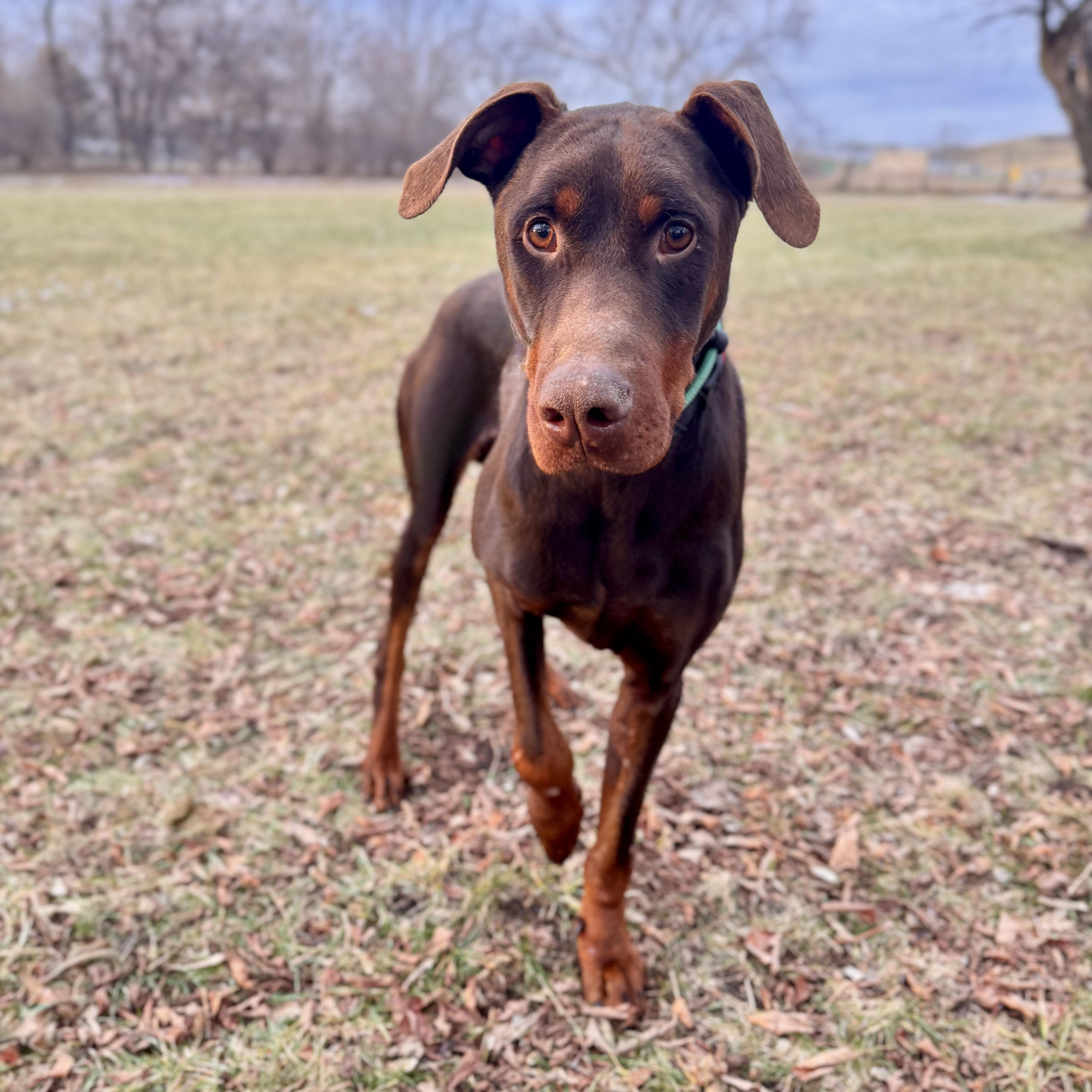 Enlarge McIntyre, a ADOPTABLE Doberman Pinscher in Midland, MI image 3/3