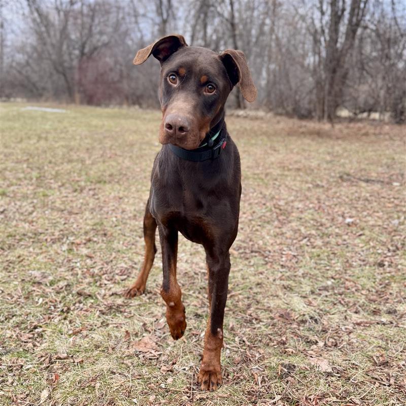 Enlarge McIntyre, a ADOPTABLE Doberman Pinscher in Midland, MI image 1/3