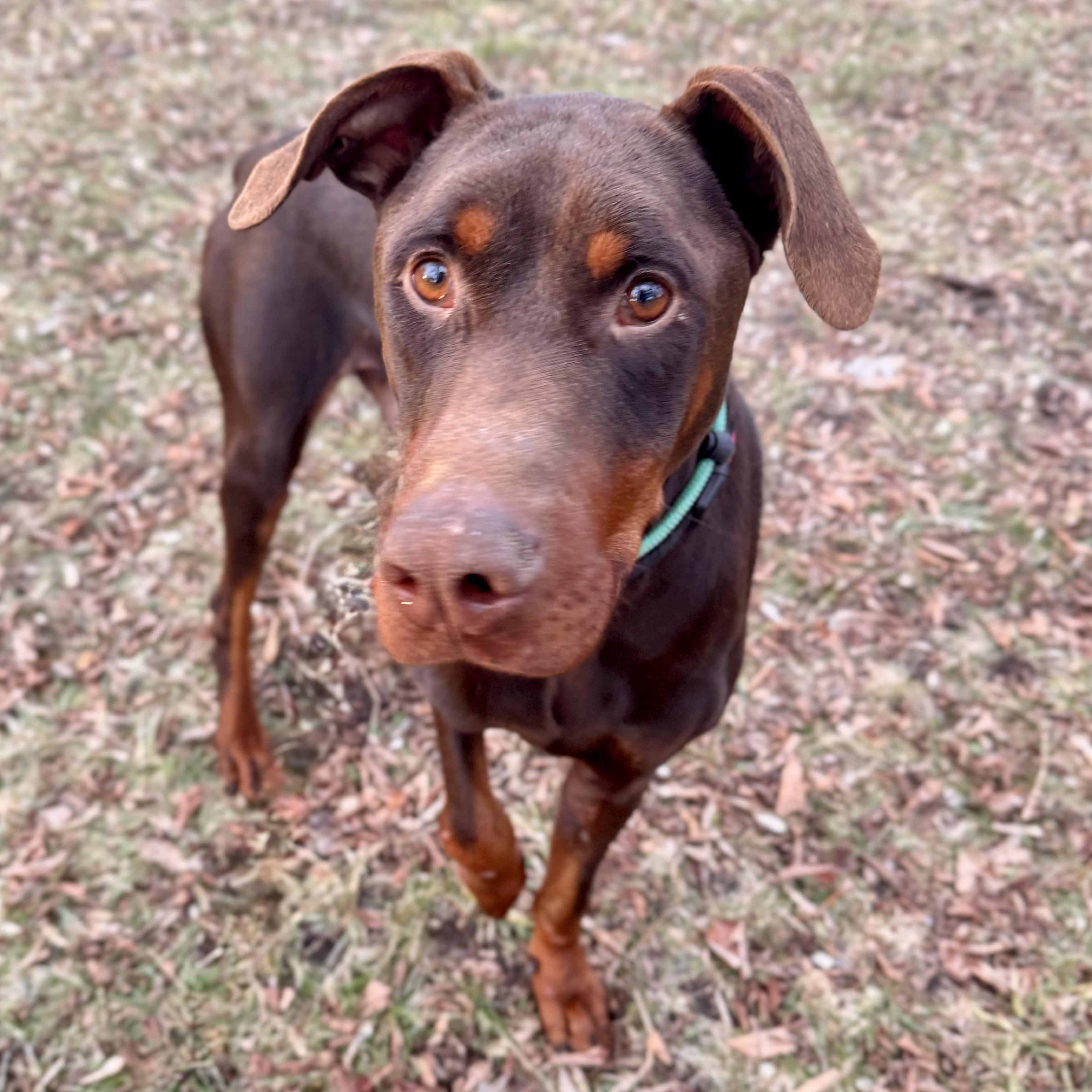 Enlarge McIntyre, a ADOPTABLE Doberman Pinscher in Midland, MI image 2/3