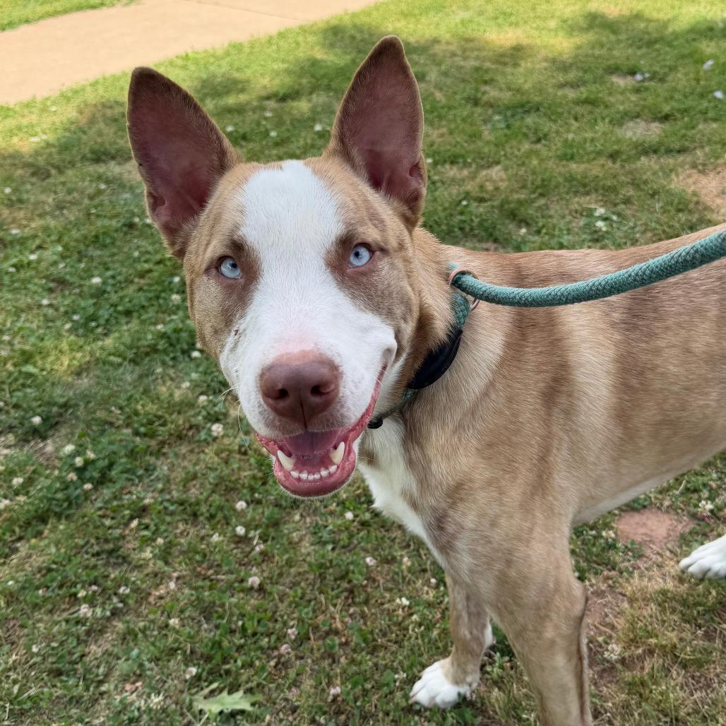 Mo, Adoptable, Young Male Australian Shepherd & Pit Bull Terrier.