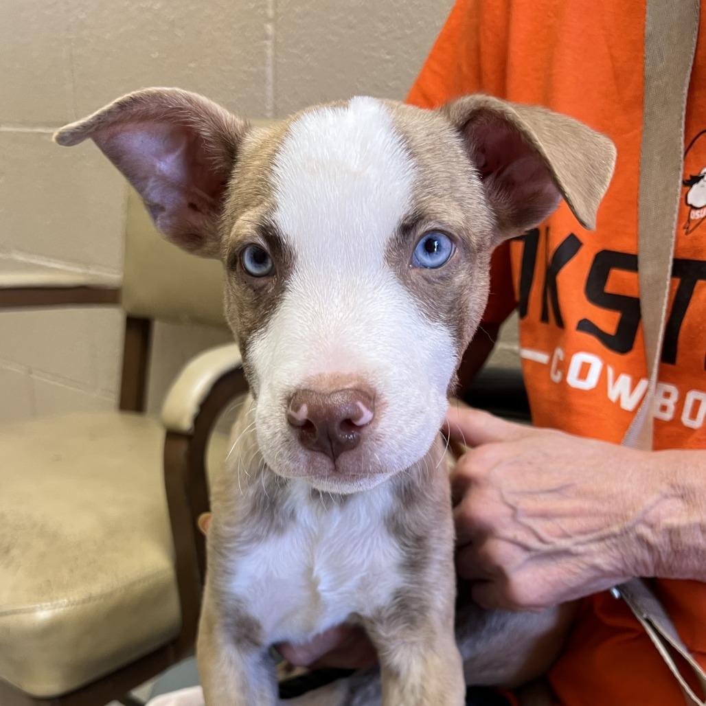Mo, a Adoptable mixed breed in Stillwater, OK image 2/3