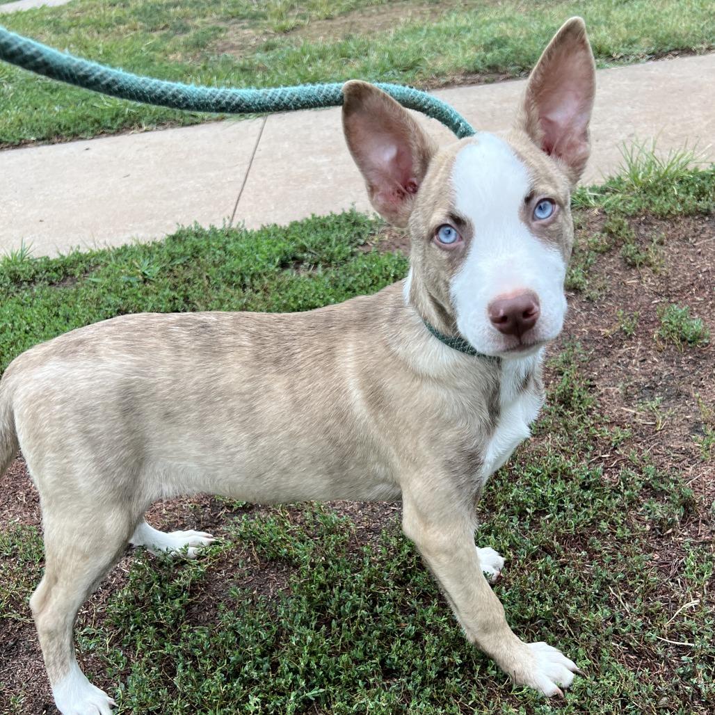 Mo, a Adoptable mixed breed in Stillwater, OK image 3/3