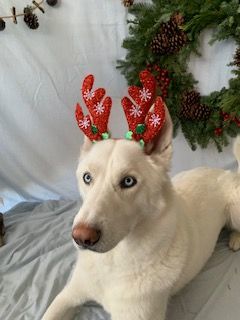 Enlarge Sawyer, a Adoptable Siberian Husky in San Diego, CA image 5/5