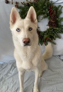 Enlarge Sawyer, a Adoptable Siberian Husky in San Diego, CA image 3/5