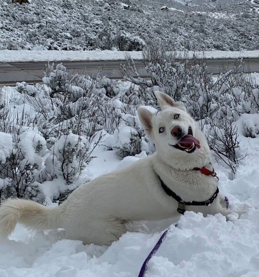 Enlarge Sawyer, a Adoptable Siberian Husky in San Diego, CA image 2/5