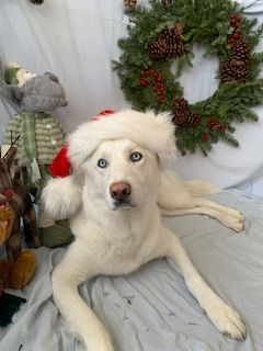 Enlarge Sawyer, a Adoptable Siberian Husky in San Diego, CA image 4/5