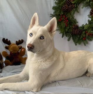 Sawyer, Adoptable, Young Male Siberian Husky.