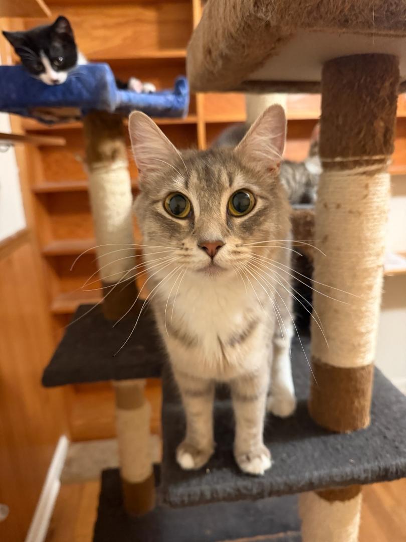Sage, ADOPTABLE, Young Female American Shorthair.