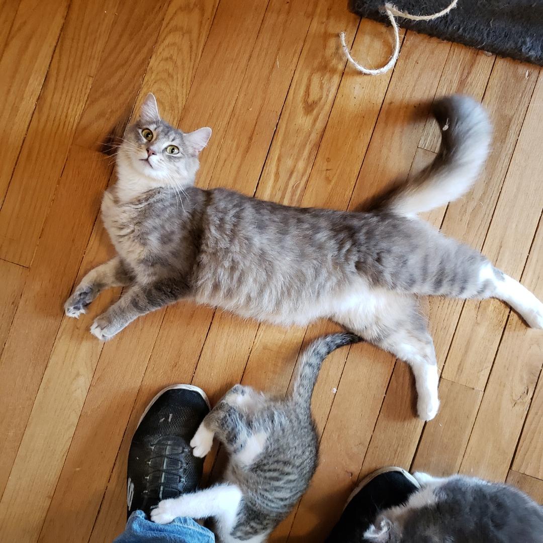 Enlarge Sage, a ADOPTABLE American Shorthair in Sherwood, OR image 2/2