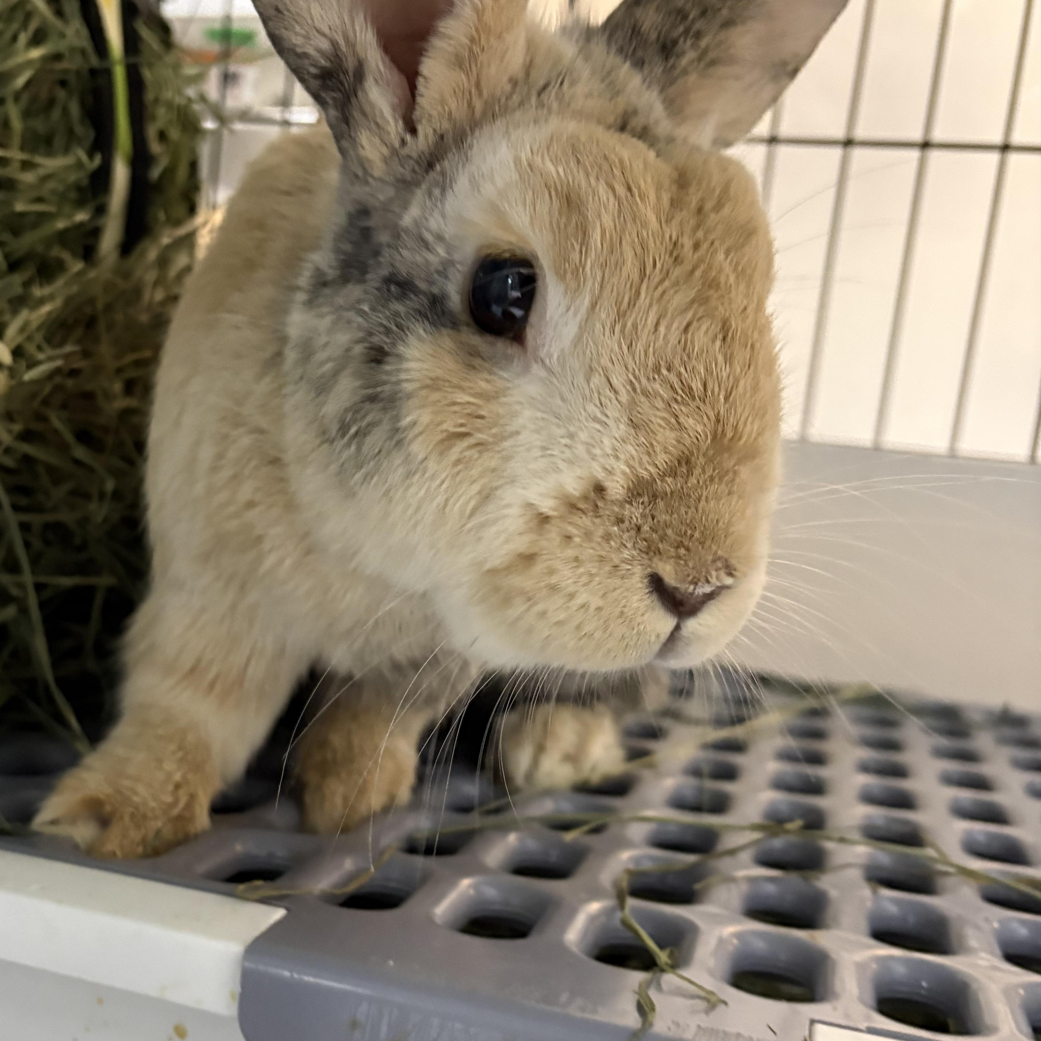 Enlarge Spring, a Adoptable Harlequin in Howell, NJ image 1/3