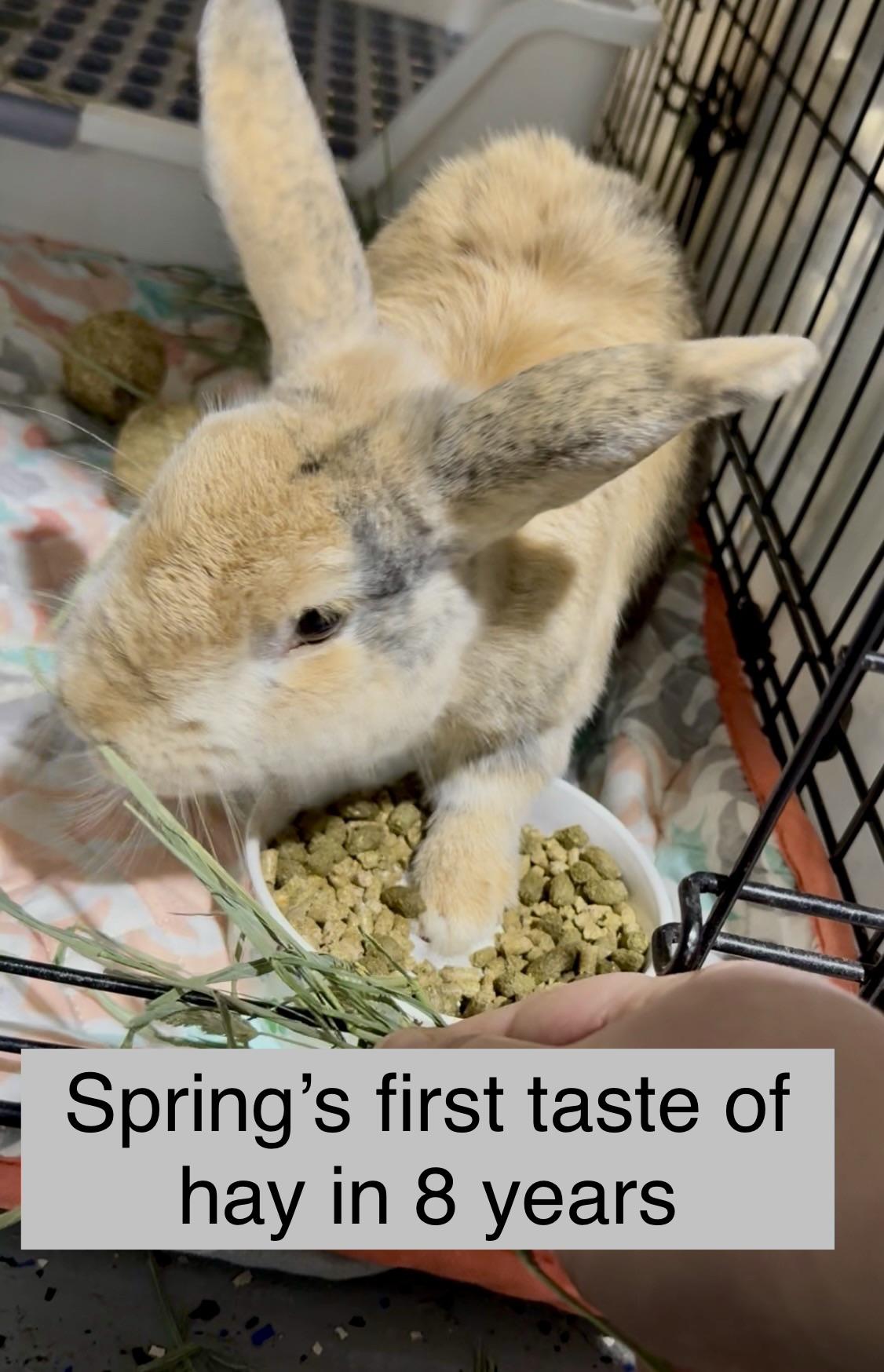 Enlarge Spring, a Adoptable Harlequin in Howell, NJ image 3/3