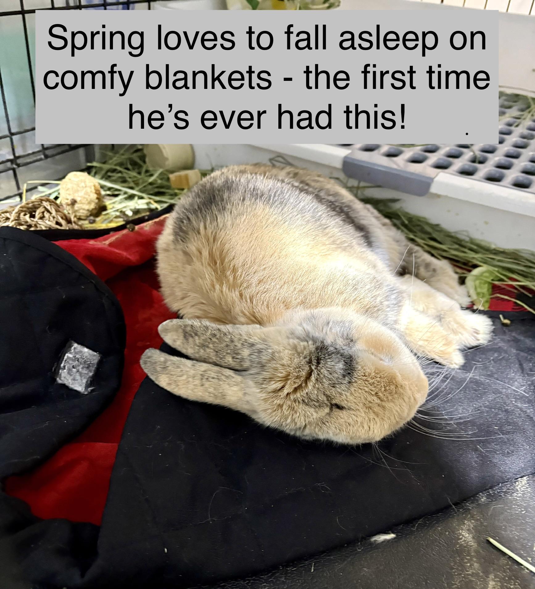 Enlarge Spring, a Adoptable Harlequin in Howell, NJ image 2/3