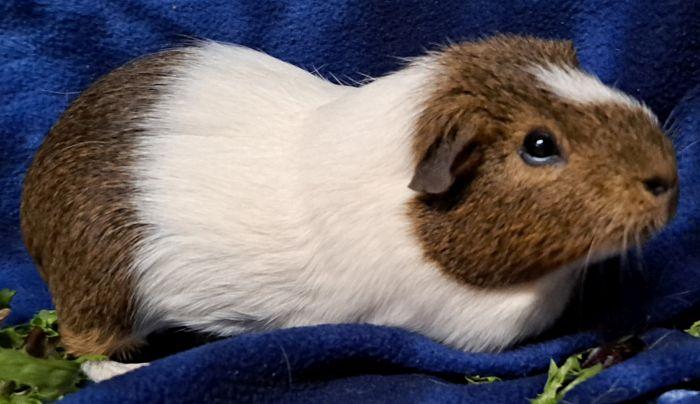 Morty, a ADOPTABLE Short-Haired in Gary, IN image 2/2