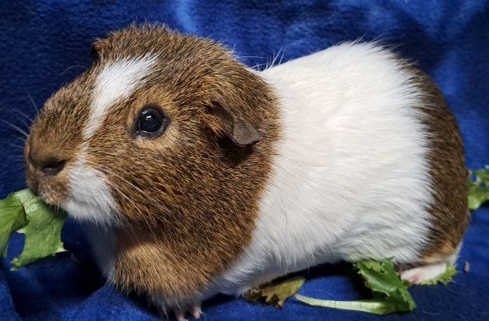 Morty, ADOPTABLE, Adult Male Short-Haired.