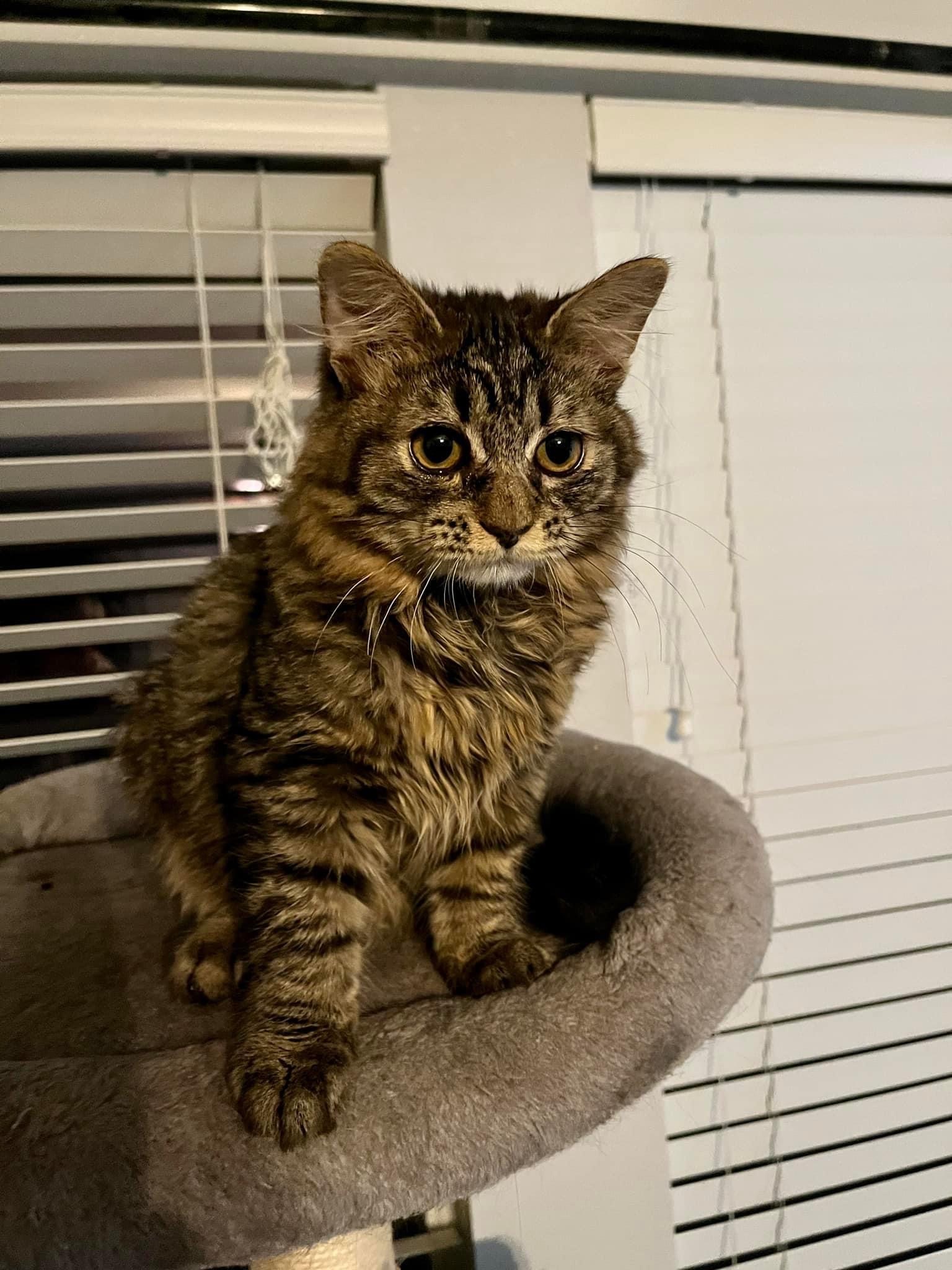 Enlarge Petey, a Adopted Domestic Long Hair in Cibolo, TX image 1/1
