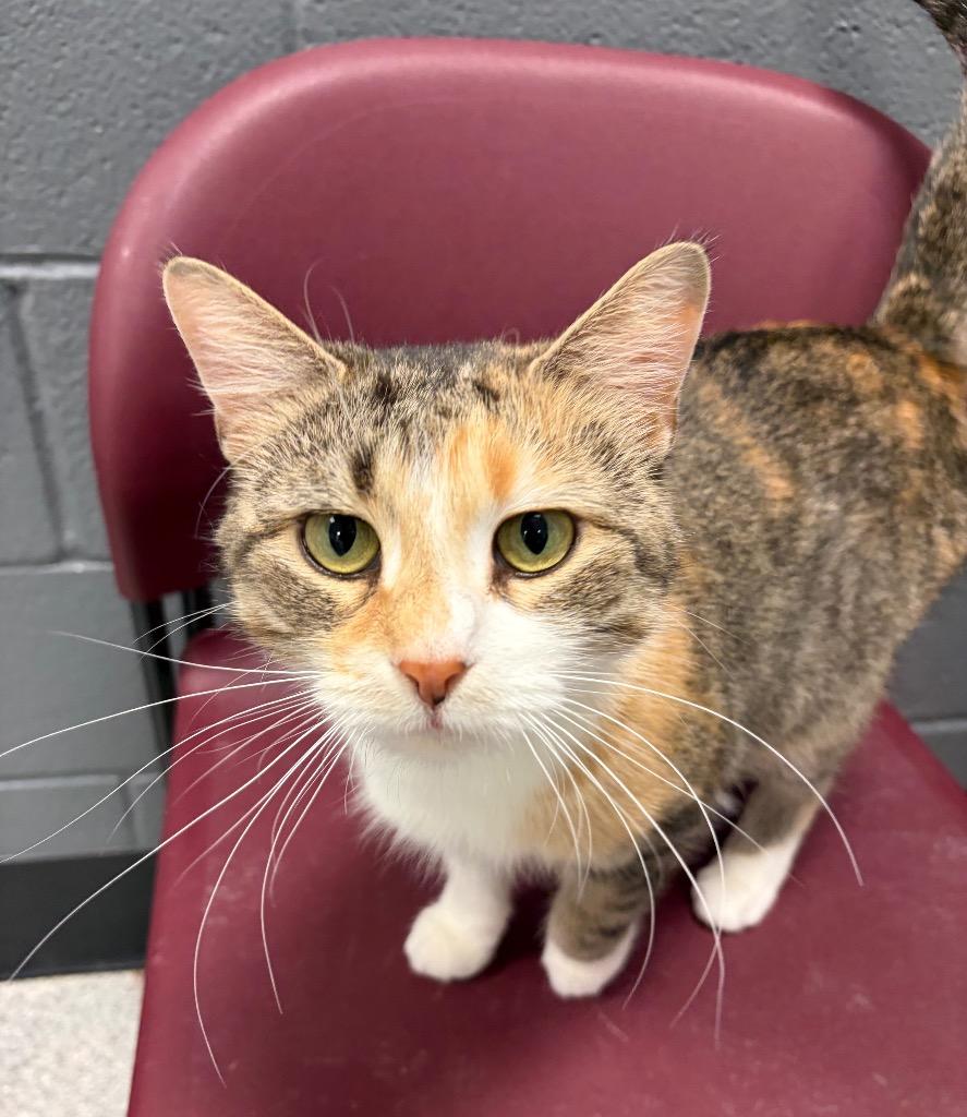 Enlarge Twixxy, a Adoptable mixed breed in Huntington, IN image 1/4