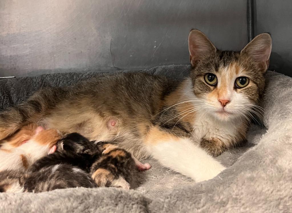 Twixxy, Adoptable, Young Female Domestic Short Hair.