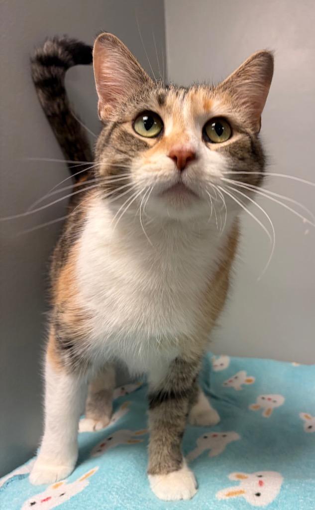 Enlarge Twixxy, a Adoptable mixed breed in Huntington, IN image 3/3