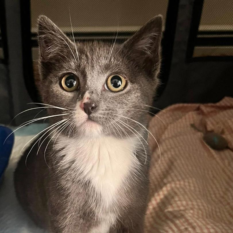 Enlarge Hisselda, a Adoptable Domestic Short Hair in Walden, NY image 1/4