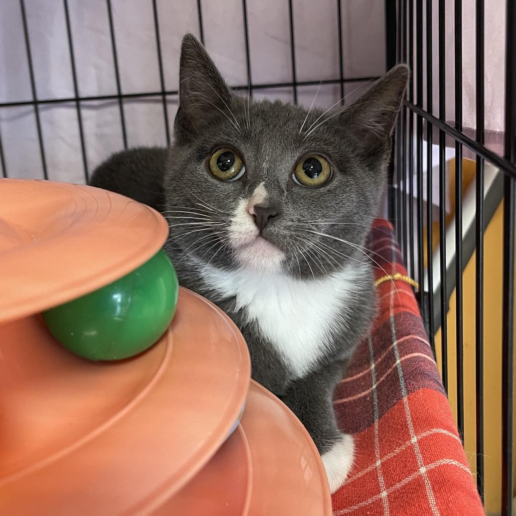 Enlarge Hisselda, a Adoptable Domestic Short Hair in Walden, NY image 2/4