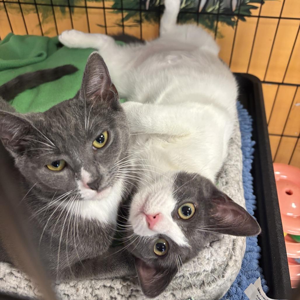 Enlarge Hisselda, a Adoptable Domestic Short Hair in Walden, NY image 3/4
