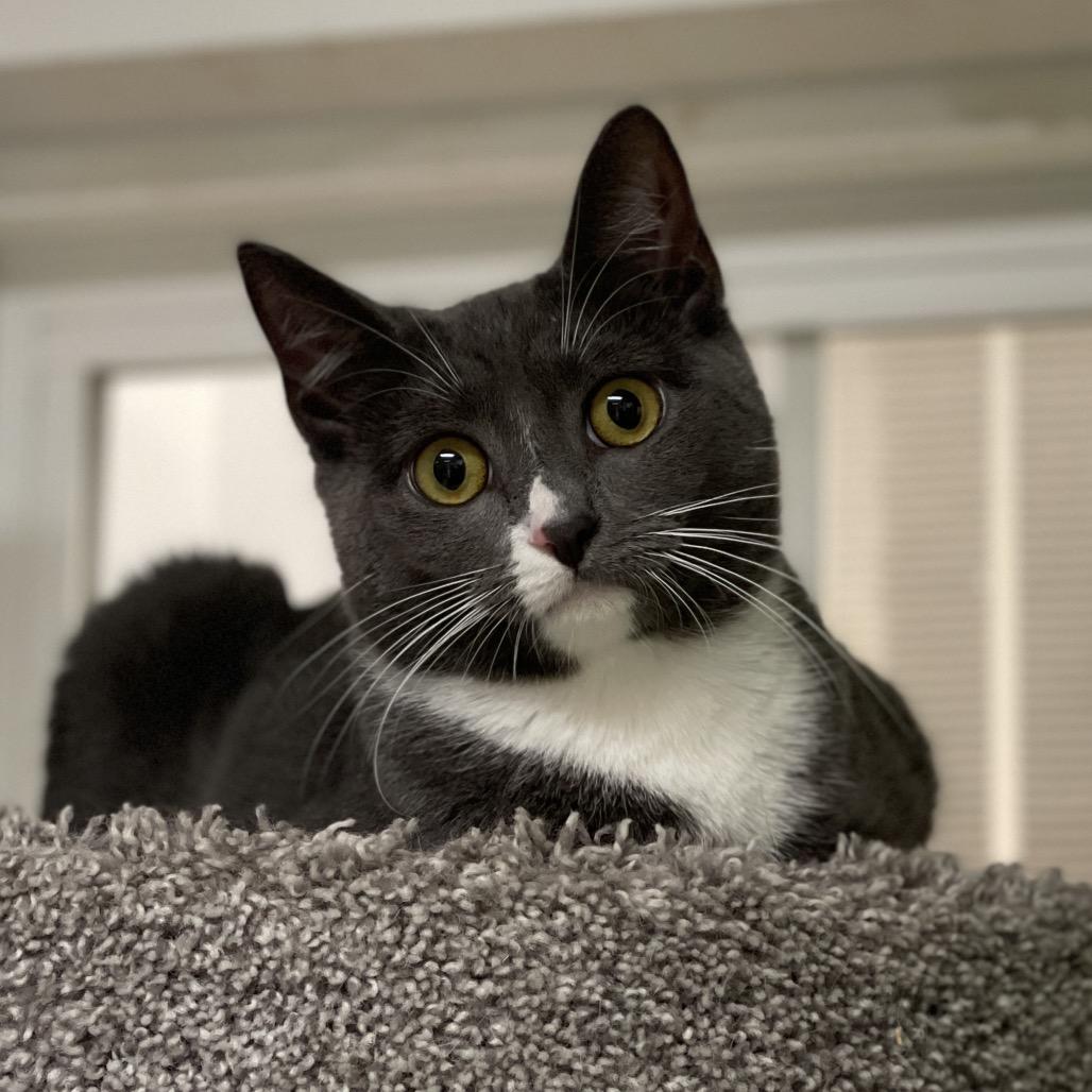 Enlarge Hisselda, a Adoptable Domestic Short Hair in Walden, NY image 3/5