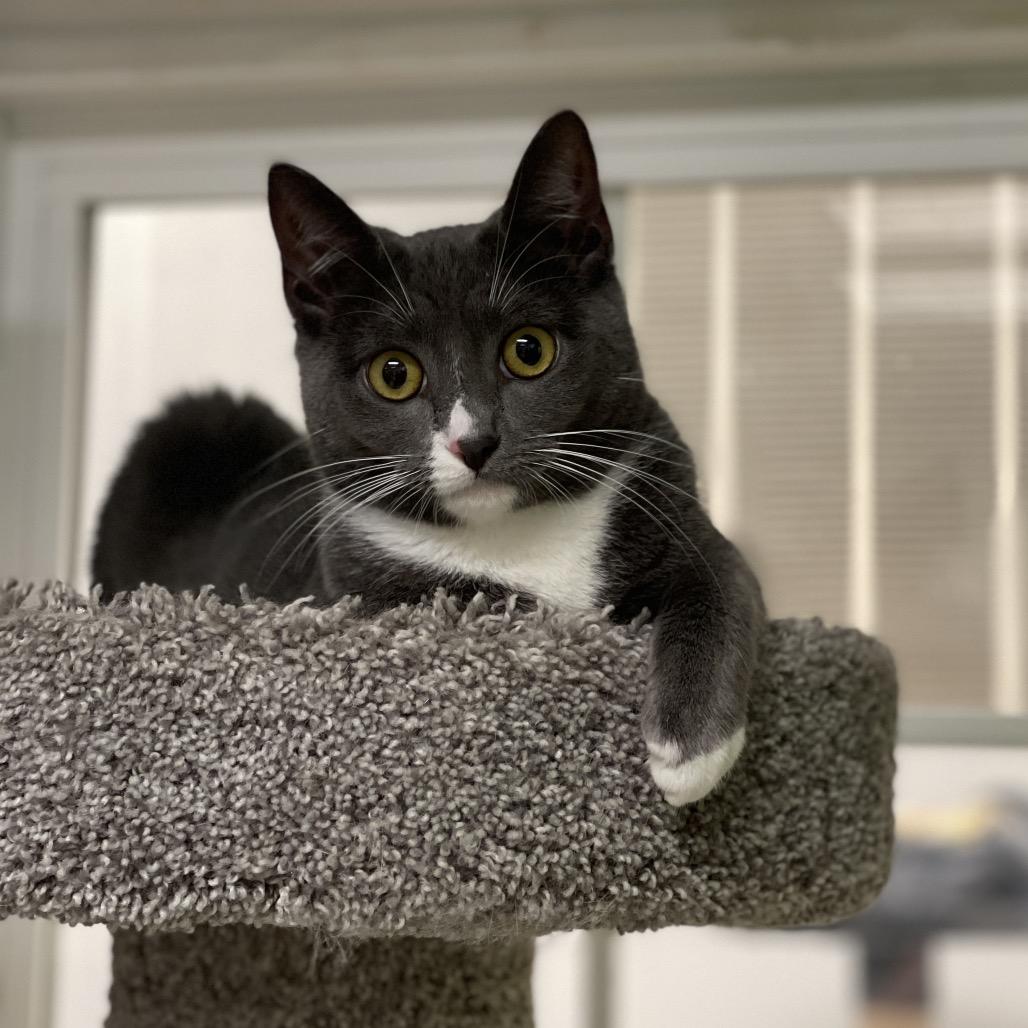 Enlarge Hisselda, a Adoptable Domestic Short Hair in Walden, NY image 4/5