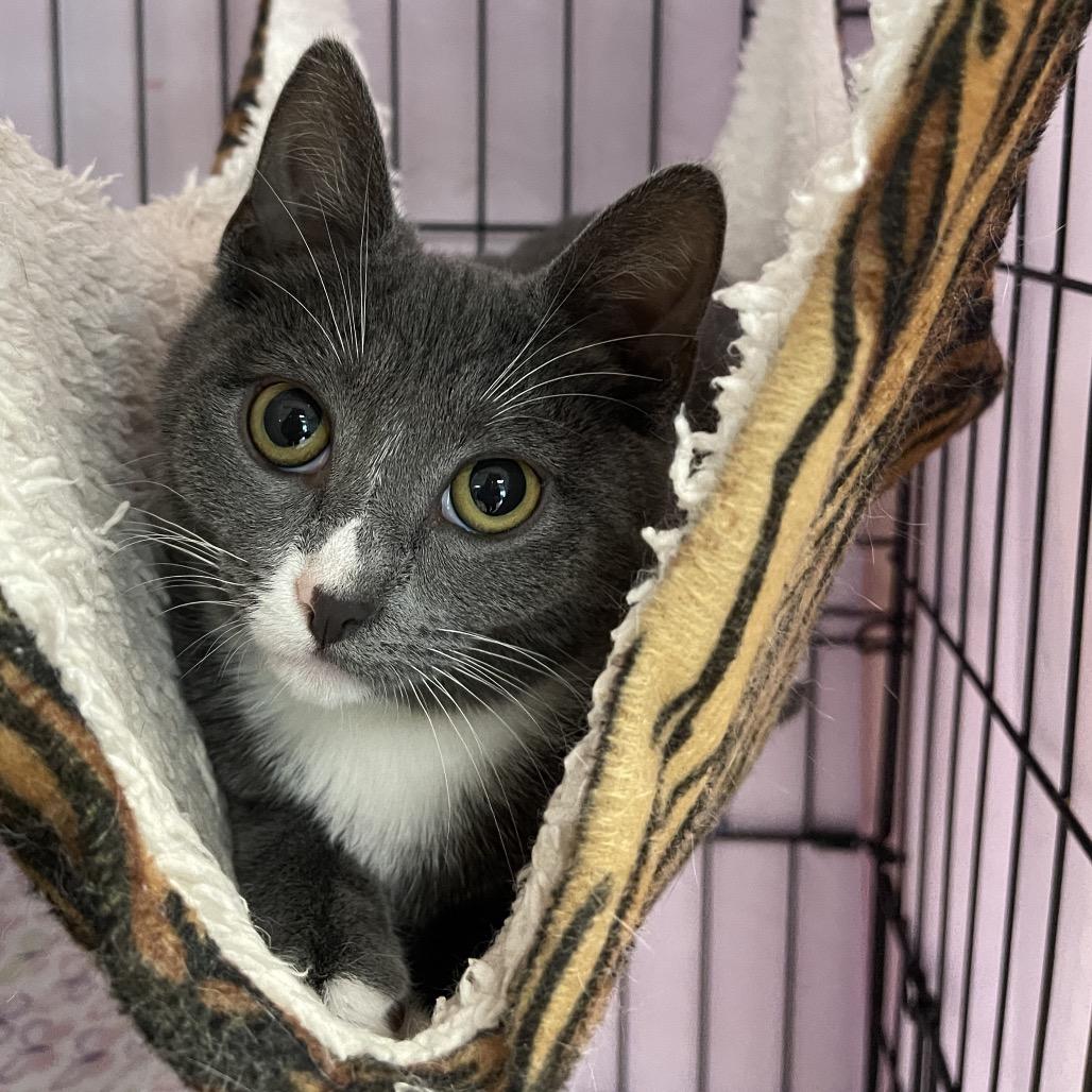 Enlarge Hisselda, a Adoptable Domestic Short Hair in Walden, NY image 4/4