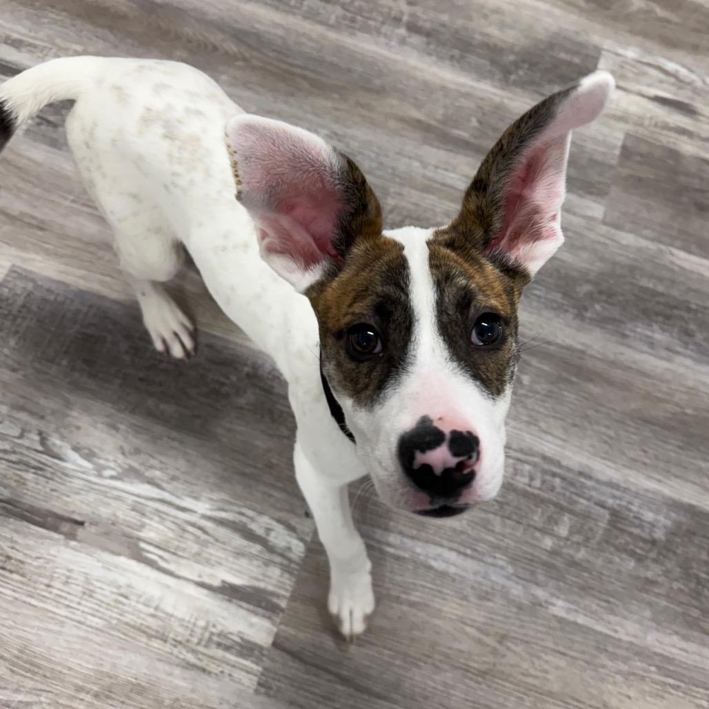 Charm, Adoptable, Puppy Female German Shepherd Dog.