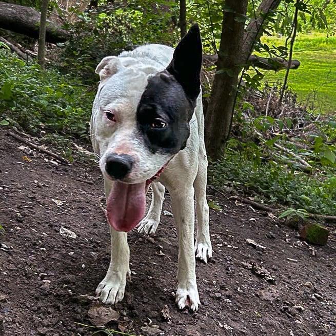 Snoop, a Adoptable mixed breed in Columbia, IL image 2/6