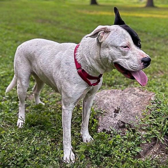Enlarge Snoop, a Adoptable mixed breed in Columbia, IL image 3/6