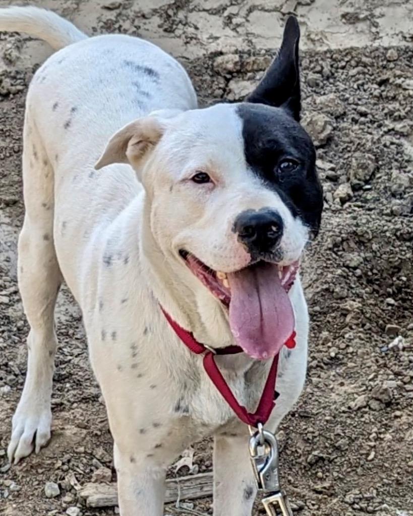 Enlarge Snoop, a Adoptable mixed breed in Columbia, IL image 4/6