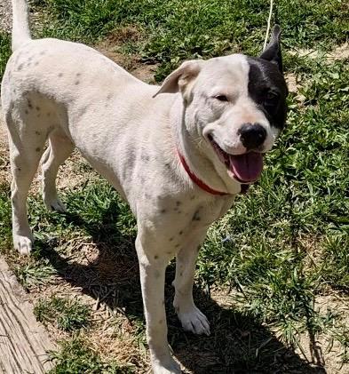 Enlarge Snoop, a Adoptable mixed breed in Columbia, IL image 3/6