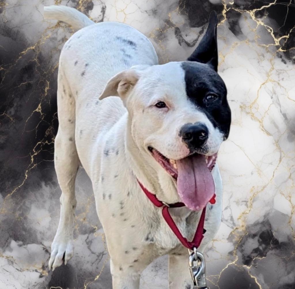 Enlarge Snoop, a Adoptable mixed breed in Columbia, IL image 2/6