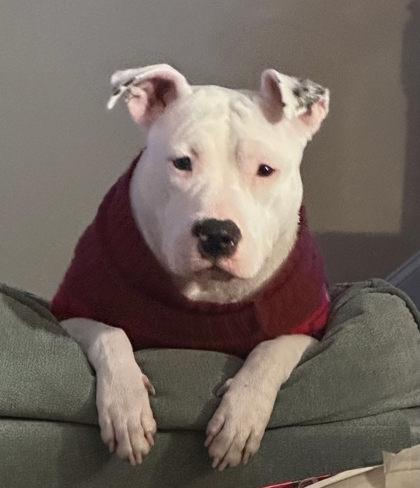 Enlarge Lady, a Adoptable mixed breed in Louisburg, NC image 1/1