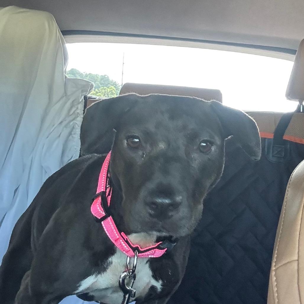 Penelope, Adoptable, Young Female Pit Bull Terrier & Mixed Breed.