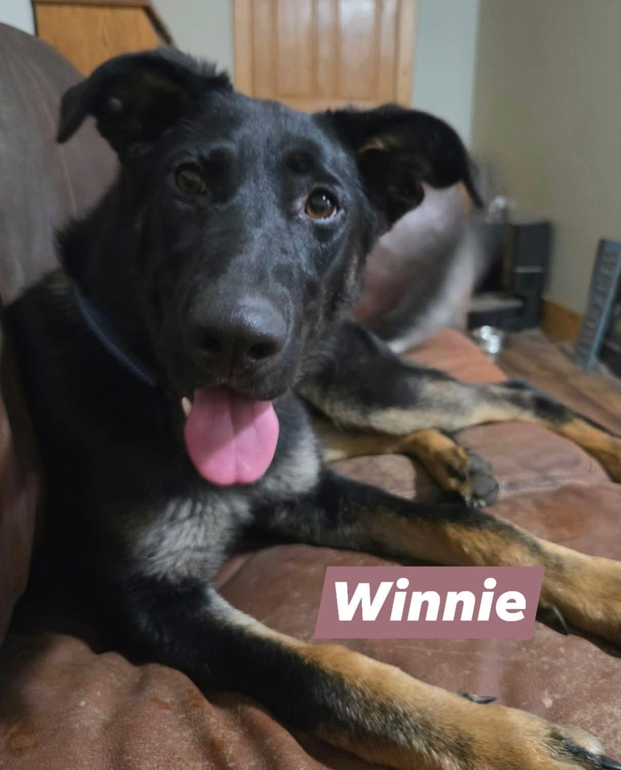 Enlarge Winnie, a Adoptable German Shepherd Dog in Detroit Lakes, MN image 2/3